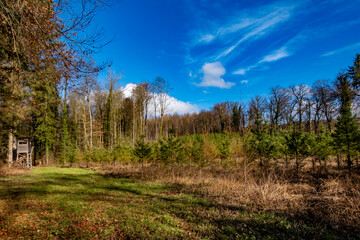 Obraz premium Hoch und Jägersitz im Wald