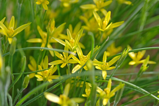 Yellow Gagea chlorantha, Damascus gagea, or green flowered gagea in bloom.