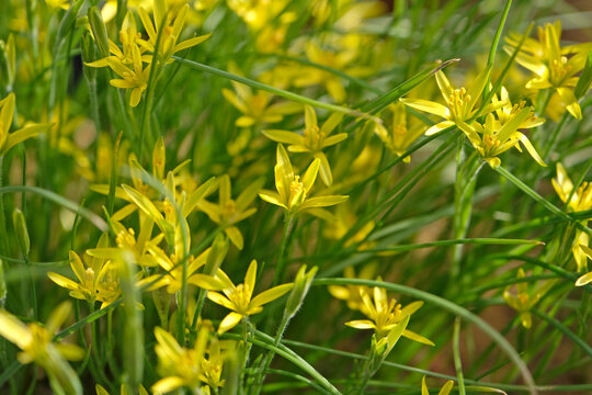 Yellow Gagea chlorantha, Damascus gagea, or green flowered gagea in bloom.