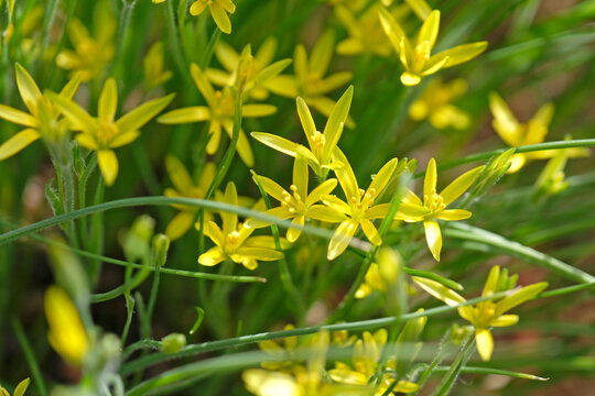 Yellow Gagea chlorantha, Damascus gagea, or green flowered gagea in bloom.