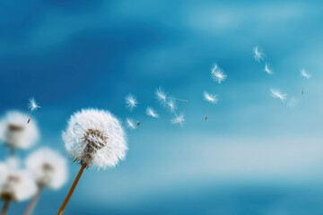 Obraz premium Dandelion seeds blowing in a clear blue sky