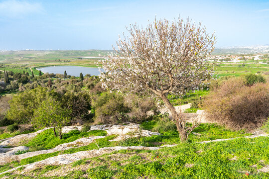 Blooming almond tree surrounded by fresh greenery on the slope of a high hill, offering a stunning panoramic view of the Ayalon Valley.Israel.