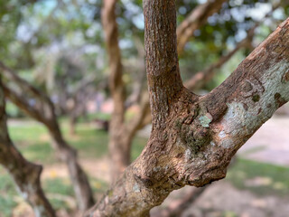 Fototapeta premium Close up brown tree trunk with rough bark texture in the park
