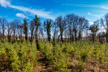 Obraz premium Wiederaufforstung im Mischwald