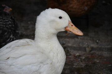 Close-up profile of a white domestic duck on a farm © Wicee