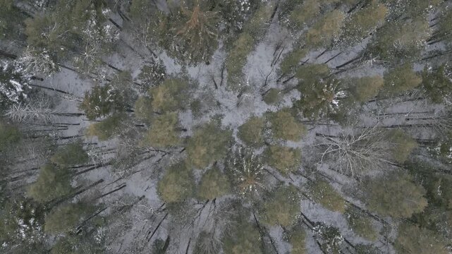Straight-down drone view of a light green forest in West Virginia during winter, lightly covered with fresh snow. The thin layer of snow highlights the natural textures and patterns of the woodland ca