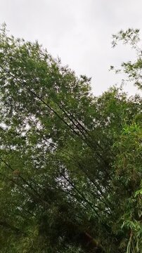 Bamboo plant (Bambusa vulgaris) growing naturally in tropical soil with fresh green stems and lush leaves. The bamboo thrives in its natural environment, reflecting a humid, nutrient rich tropical.