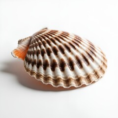 Obraz premium Brown and white seashell with ridged texture and orange interior on white surface