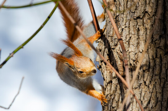 squirrel on a tree
