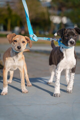 Small puppy in blue collar resting on bench outdoors with curious expression