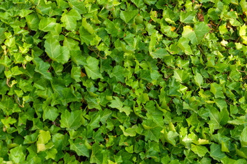 A close-up view of a lush green ivy wall with dense foliage