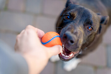 Happy Dog in Motion during Urban Walk