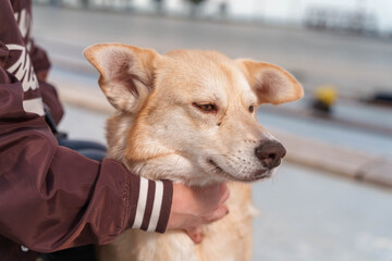 Dog with Collar Sitting on Paved Surface in City Setting