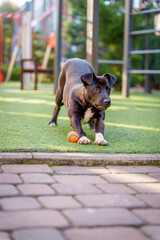 Happy Dog in Motion during Urban Walk
