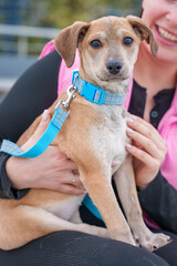 Brown dog with short coat and blue collar held outdoors against blurred greenery