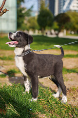 Small puppy in blue collar resting on bench outdoors with curious expression