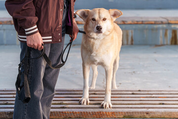 Dog with Collar Sitting on Paved Surface in City Setting