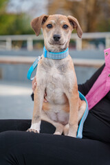 Brown dog with short coat and blue collar held outdoors against blurred greenery