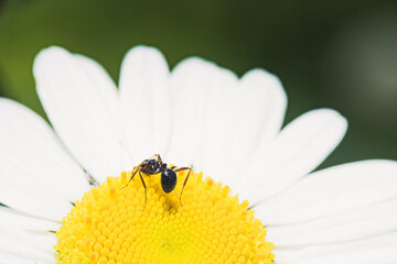 Obraz premium Flowers macro