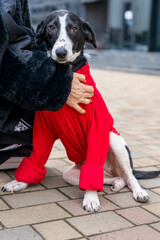 Black and White Dog in Red Coat on Leash Standing on Sidewalk Missing Part of Leg