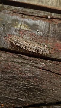 Flat backed millipede crawling on forest ground in Borneo. Close up wildlife scene showing tropical invertebrate in its natural habitat.