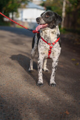 Dog with Collar Sitting on Paved Surface in City Setting