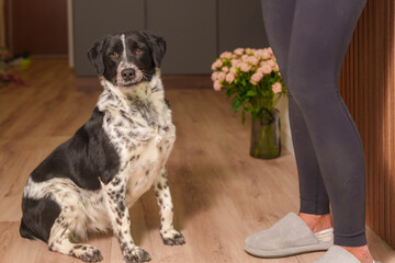 Expressive dog portrait in home interior with wooden panels