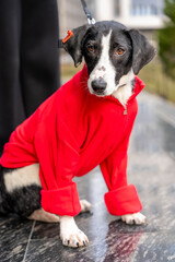 Black and White Dog in Red Coat on Leash Standing on Sidewalk Missing Part of Leg
