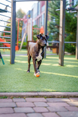 Happy Dog in Motion during Urban Walk