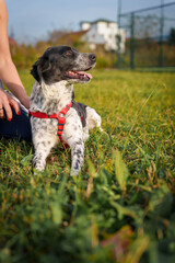 Dog with Collar Sitting on Paved Surface in City Setting