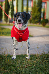 Dog with Collar Sitting on Paved Surface in City Setting