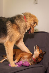Pets on Floor and Couch Engaged in Play with Plush Toy