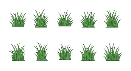 Fototapeta premium Collection of different grass plants with varying heights and shapes
