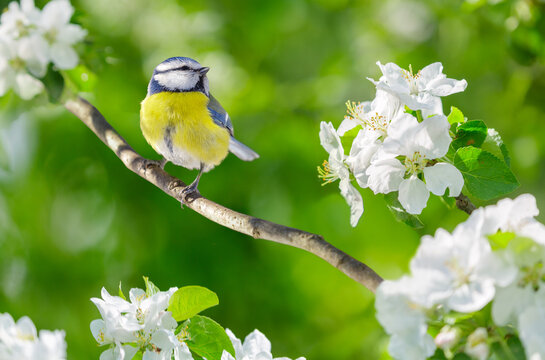 little bird perching on branch of blossom apple tree with white flowers. Blue tit. Parus caeruleus. Springtime