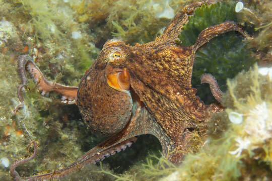 Shifting Shades &ndash; Octopus vulgaris Blending into Algae‑Rich Reef