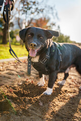 Happy Dog in Motion during Urban Walk