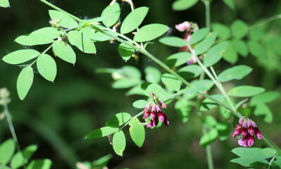 Obraz premium Lathyrus niger grows in the wild nature of the forest