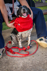 Dog with Collar Sitting on Paved Surface in City Setting