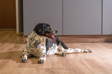 Expressive dog portrait in home interior with wooden panels