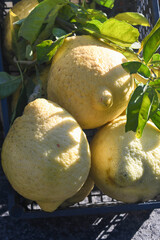 italian special fruits