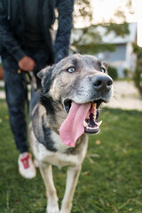 Dog with Collar Sitting on Paved Surface in City Setting