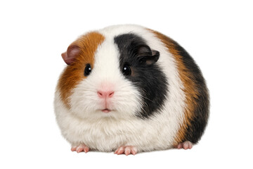 Guinea pig looking at camera, tricolor cavy with white, black, and brown fur, transparent background