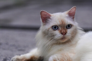 Fototapeta premium White Long-Haired Cat with Blue Eyes Lying on Concrete Surface. Close-up portrait of a white long-haired domestic cat with striking blue eyes resting on a concrete surface.