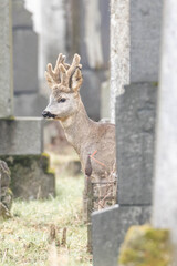 ein Rehbock am Wiener Zentralfriedhof