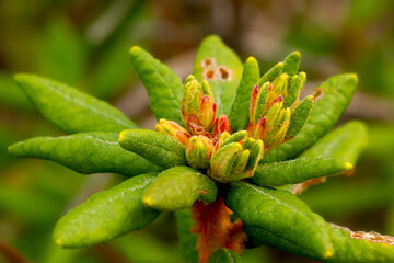 Fototapeta premium Bog Labrador Tea - Rhododendron groenlandicum