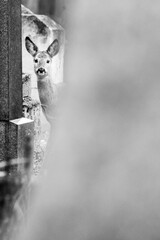 schwarz wei&szlig; Portrait von einem Reh