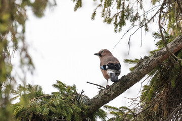 Eichelh&auml;her auf einem Ast