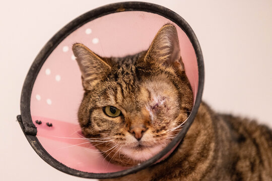 Portrait einer getigerten Katze nach einer Augen Operation