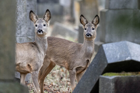 Rehe am Wiener Zentralfriedhof