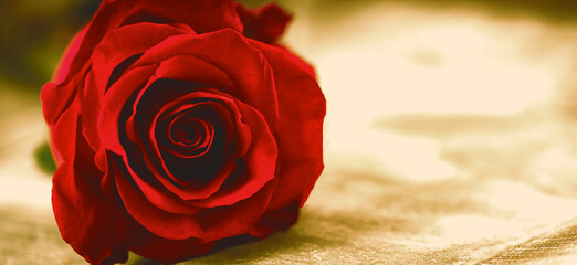 Einzelne Rose auf Holz Nahaufnahme Platz f&uuml;r Text